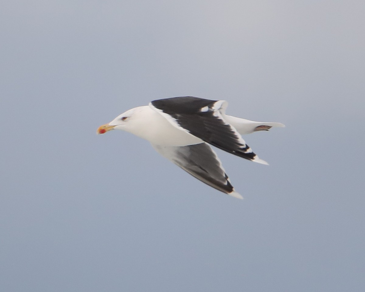 Great Black-backed Gull - ML644218375