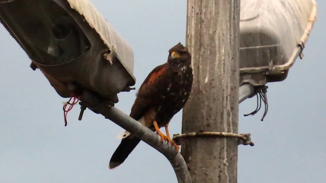 Wüstenbussard - ML644218380