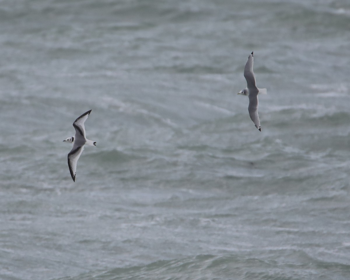 Black-legged Kittiwake - ML644218384