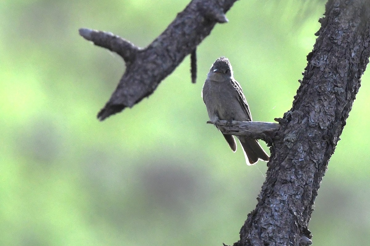 Greater Pewee - ML644218385