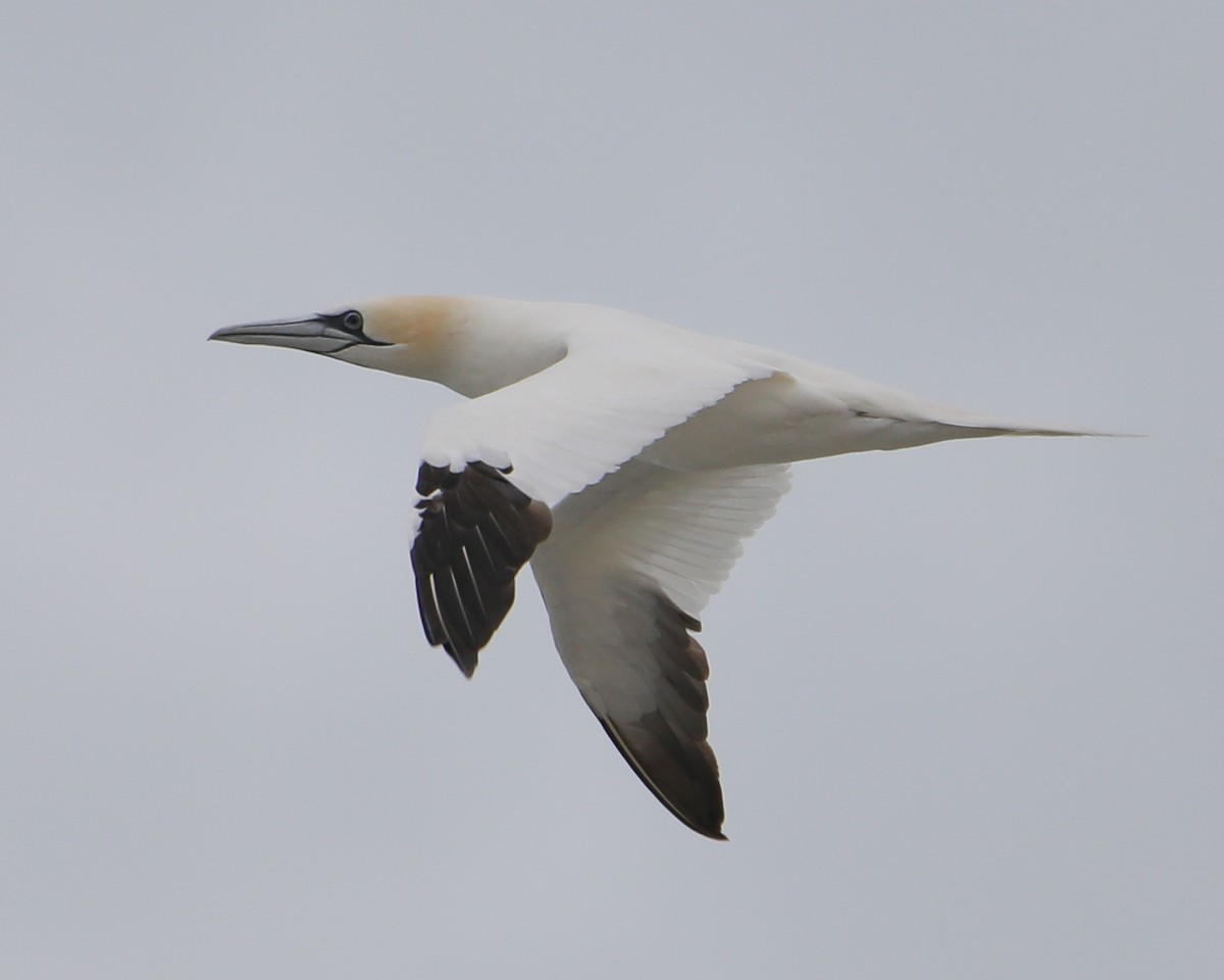 Northern Gannet - ML644218397