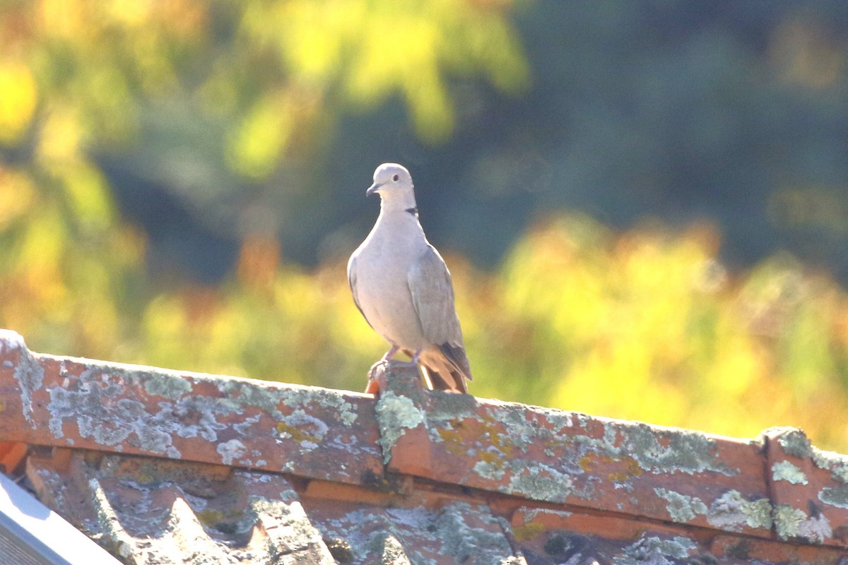 tyrkerdue - ML644218403