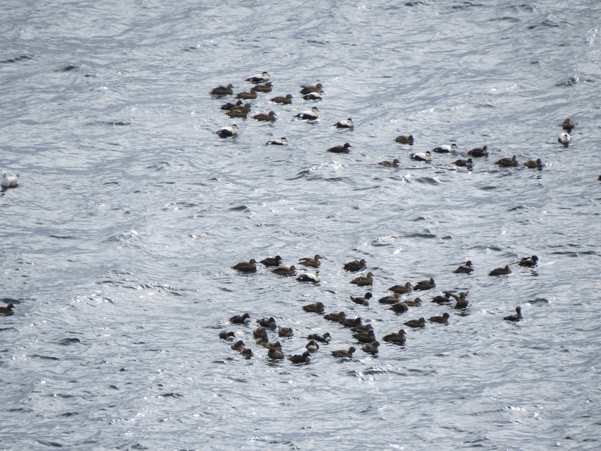 Common Eider - ML644218424