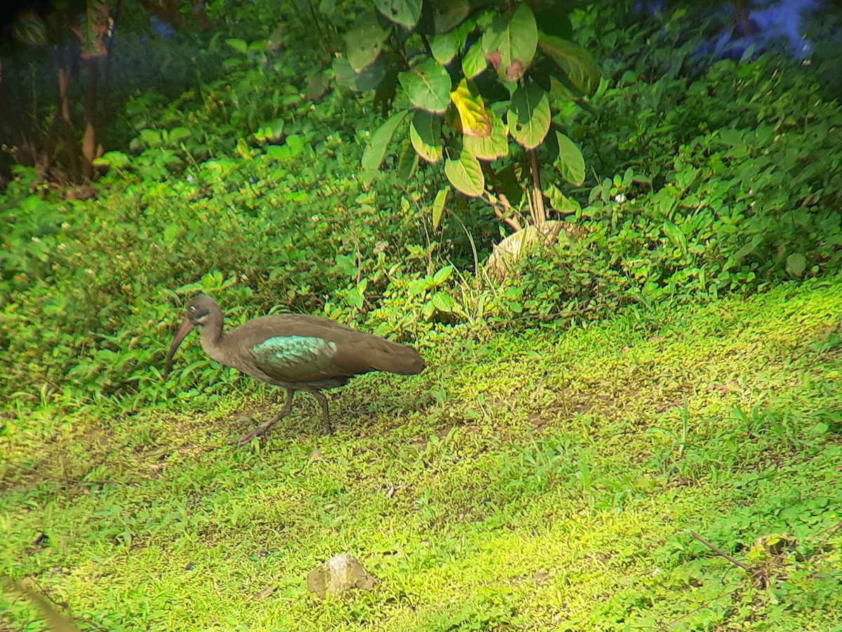 Hadada Ibis - ML644218432