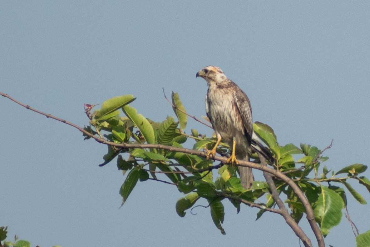 メジロサシバ - ML644218440