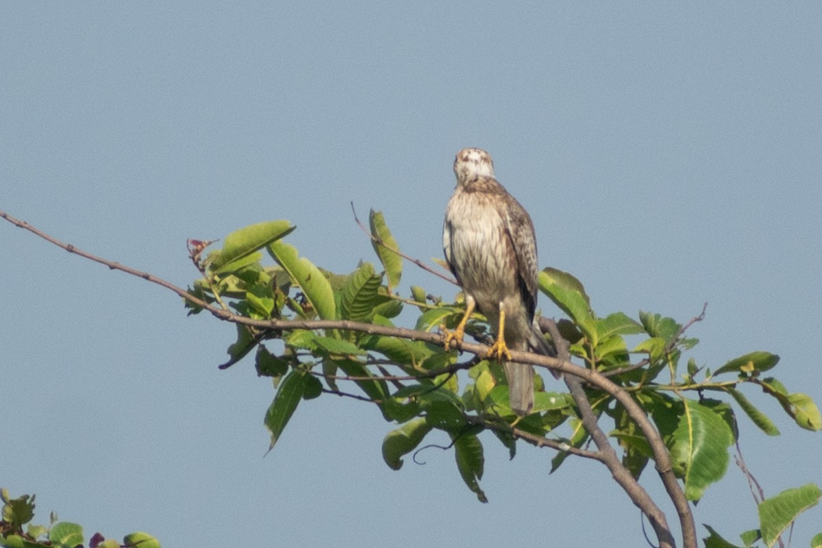 メジロサシバ - ML644218441