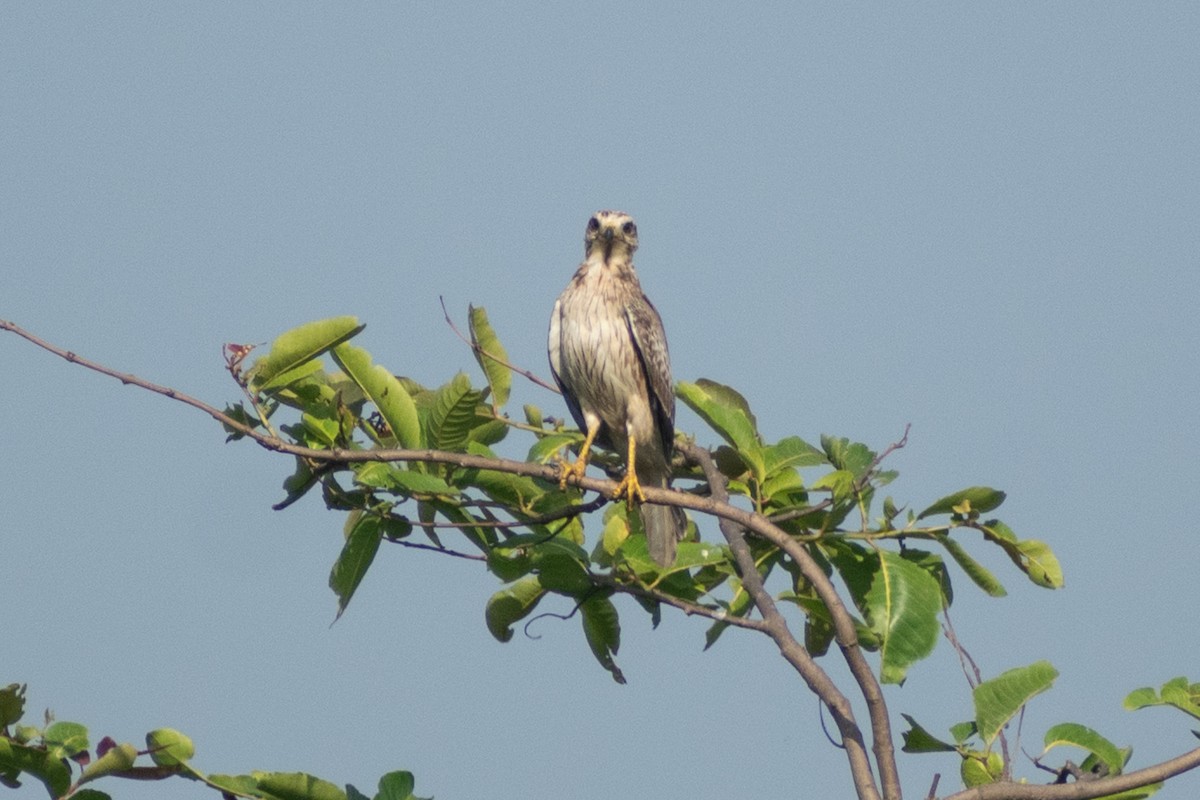 メジロサシバ - ML644218442