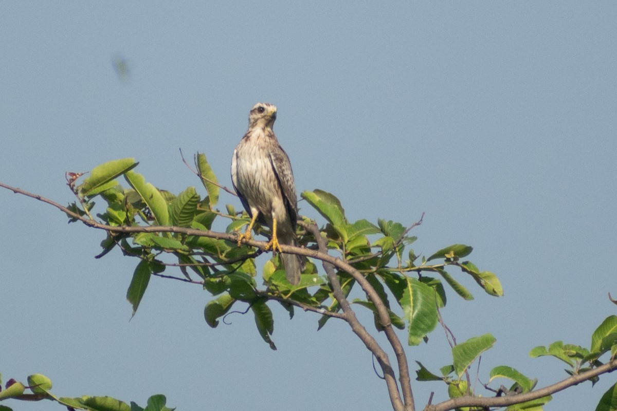 メジロサシバ - ML644218443