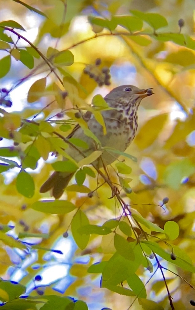 Hermit Thrush - ML644218446