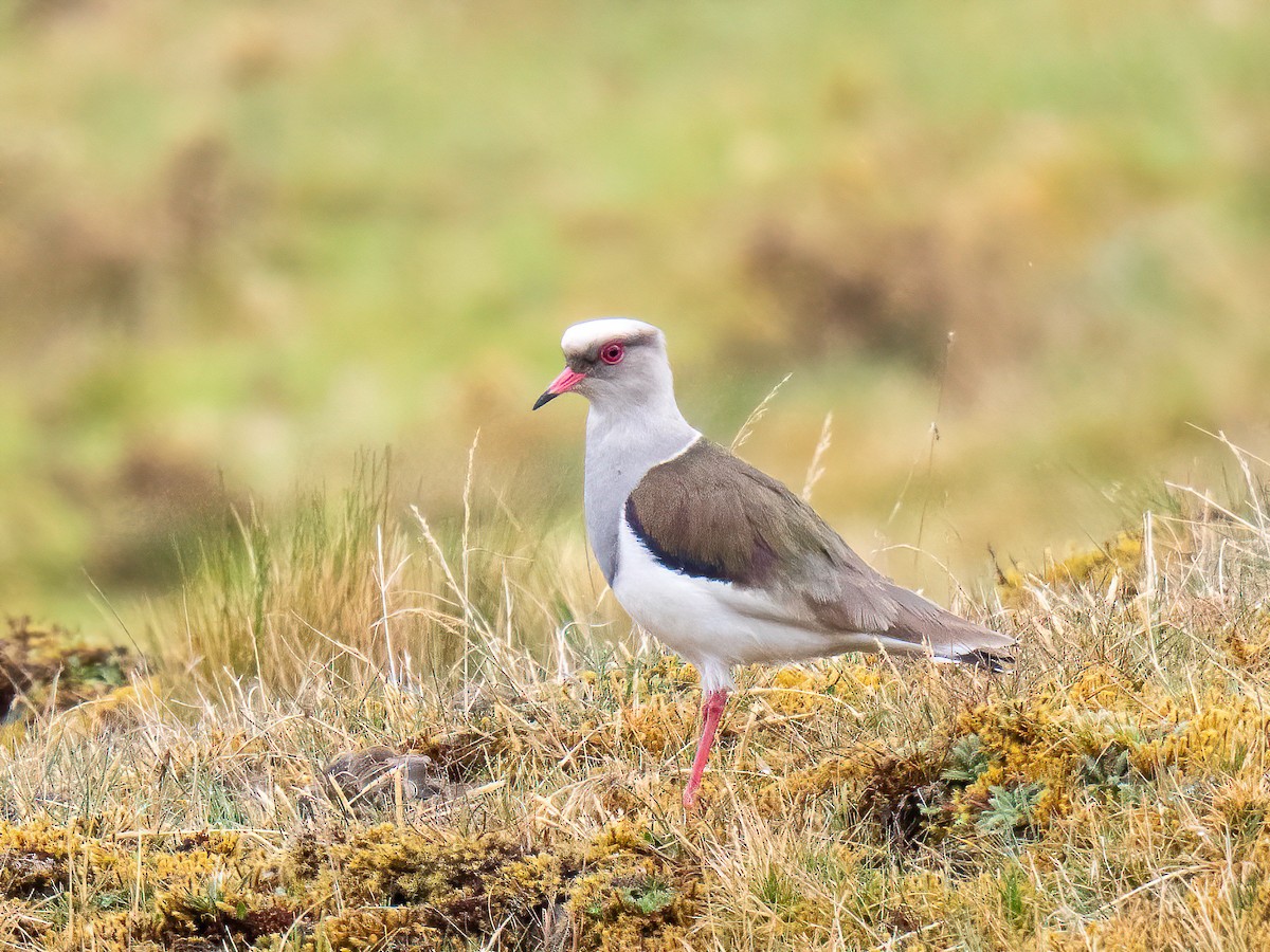 Andean Lapwing - ML644218451