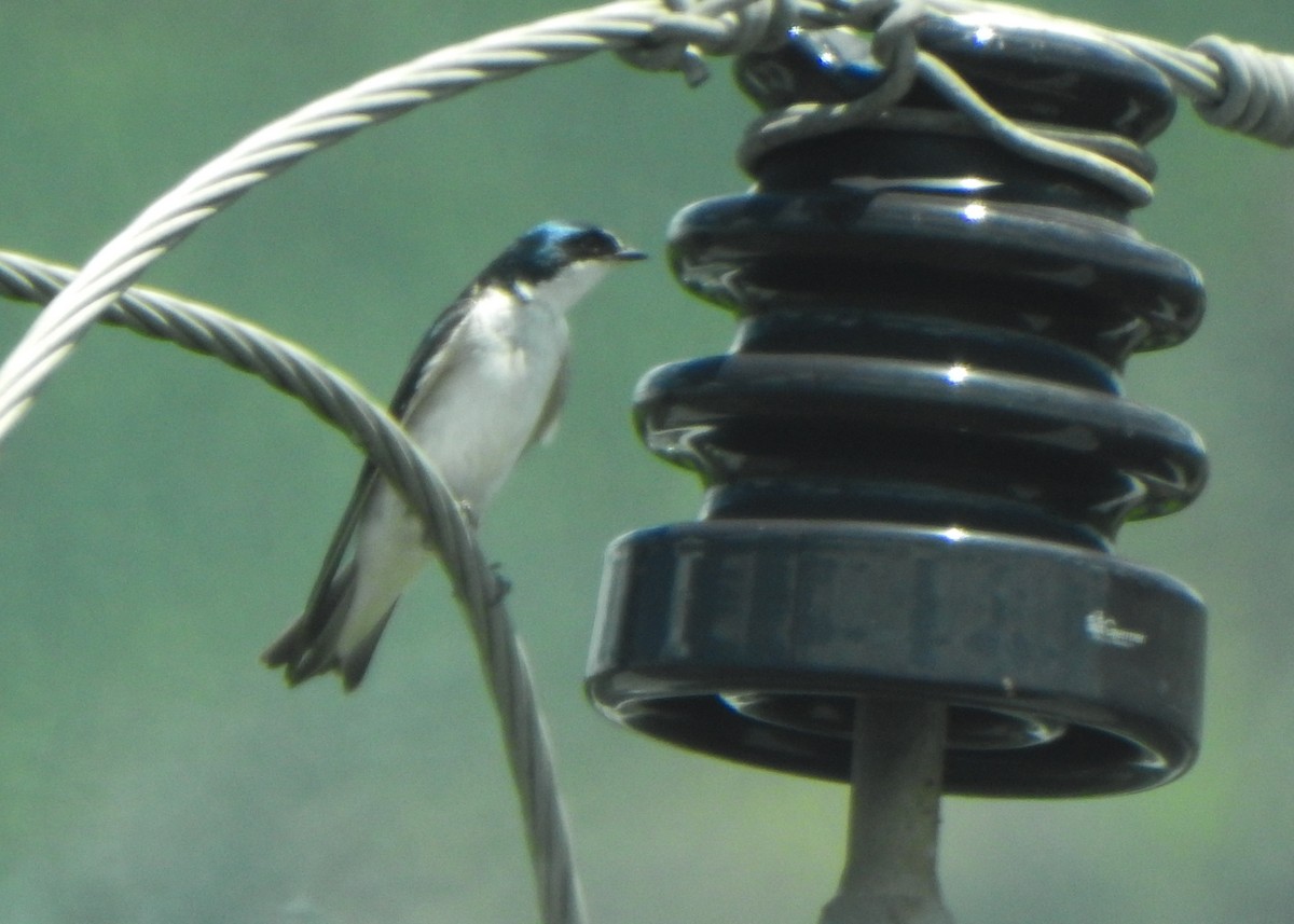 White-rumped Swallow - ML644218454