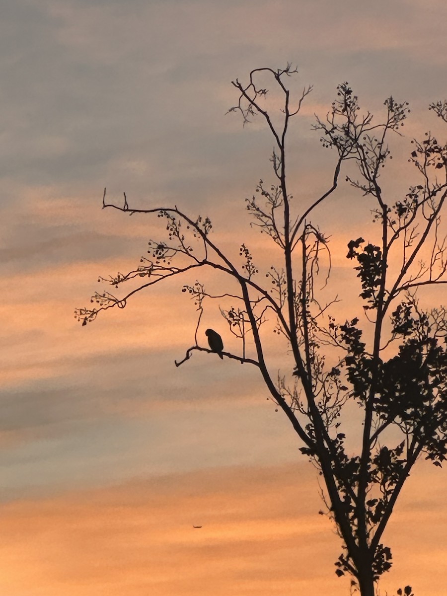 Great Horned Owl - ML644218475