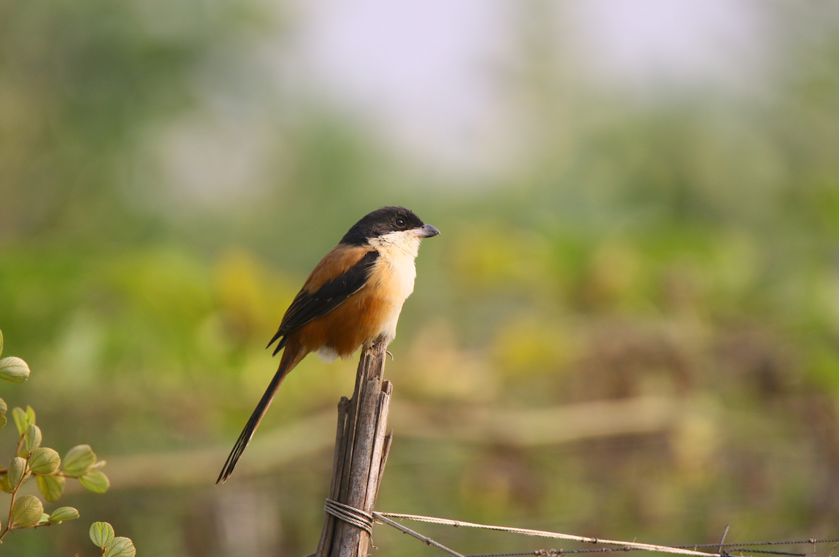 Alcaudón Schach - ML644218497