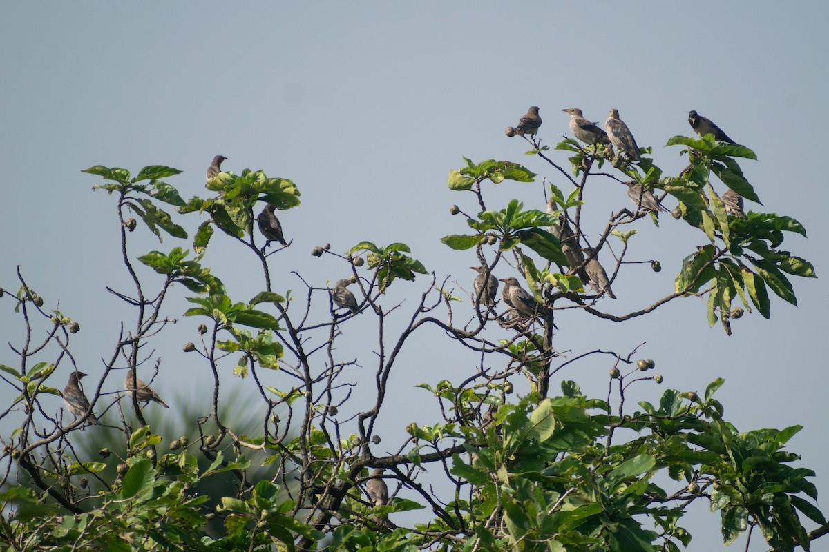 Rosy Starling - ML644218502