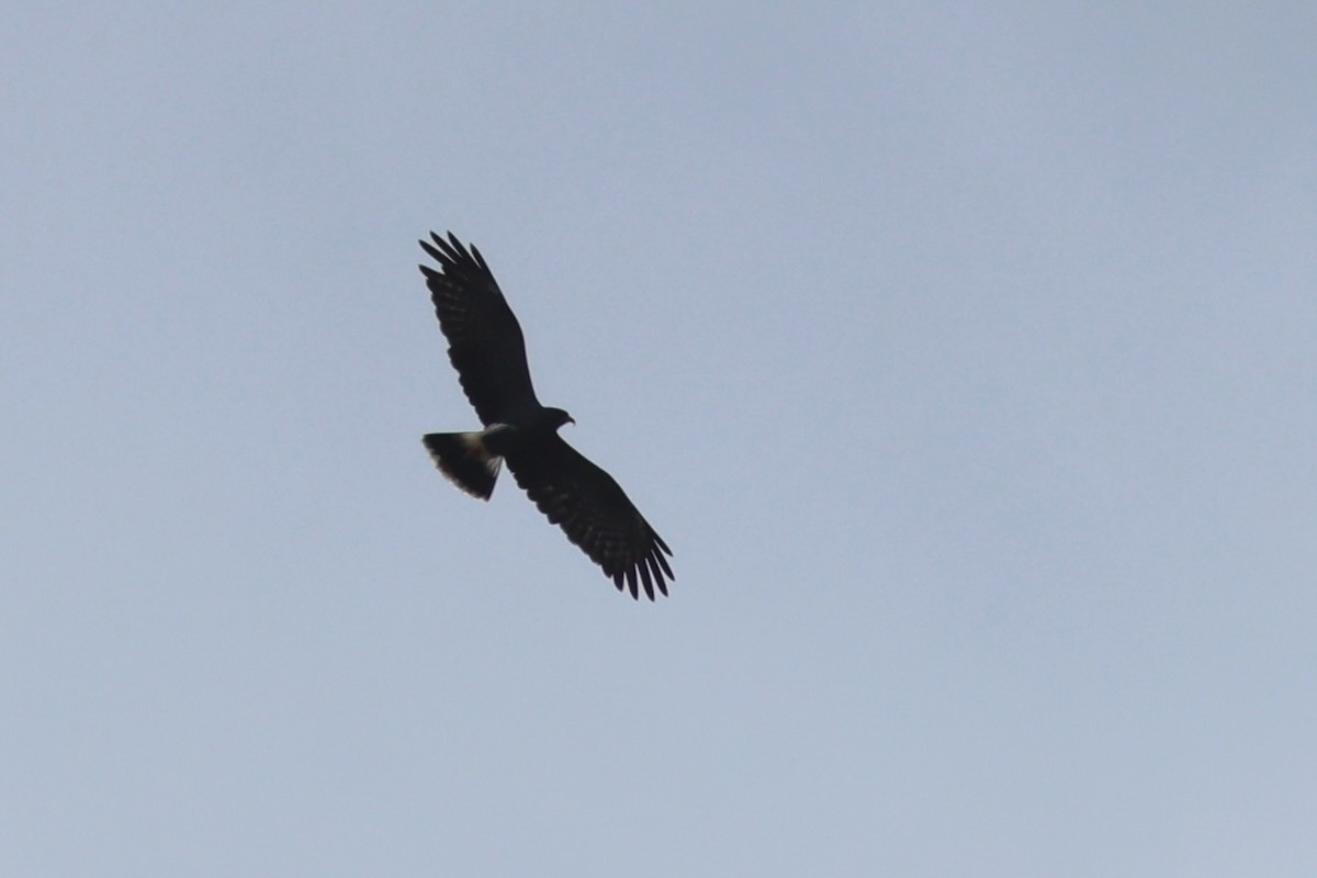 Snail Kite - ML644218505