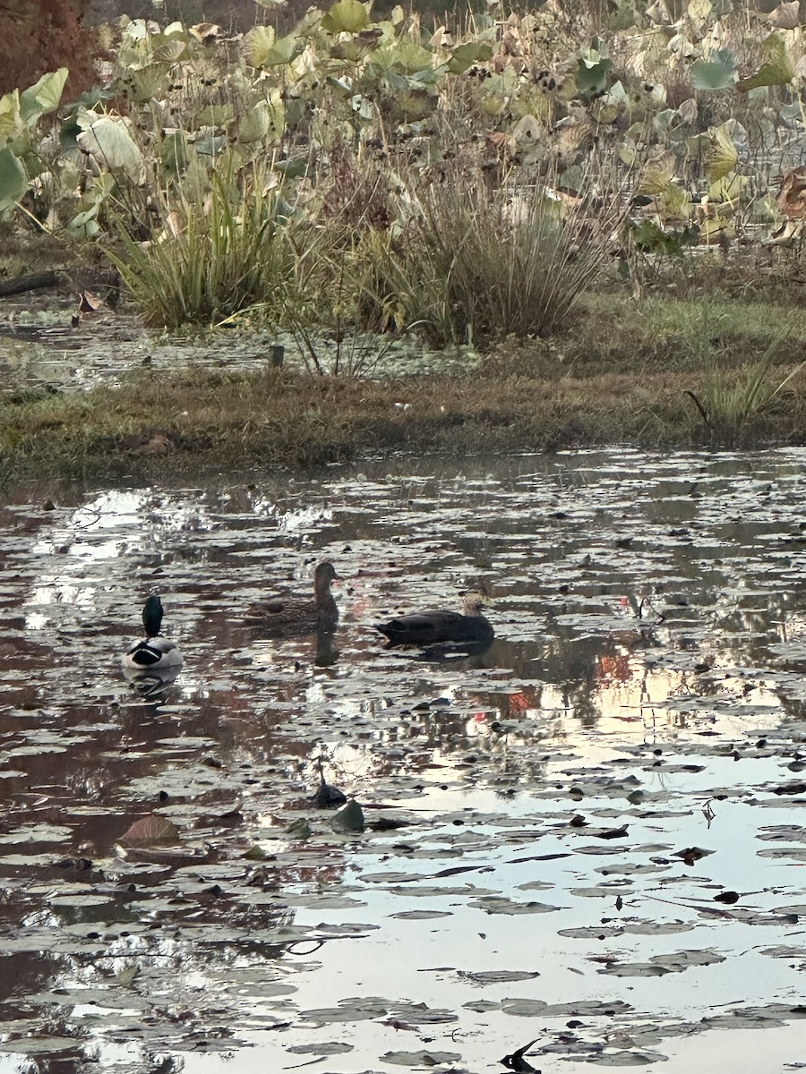 American Black Duck - ML644218512