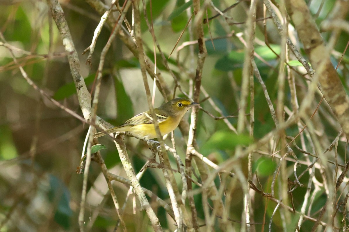 Ak Gözlü Vireo - ML644218513