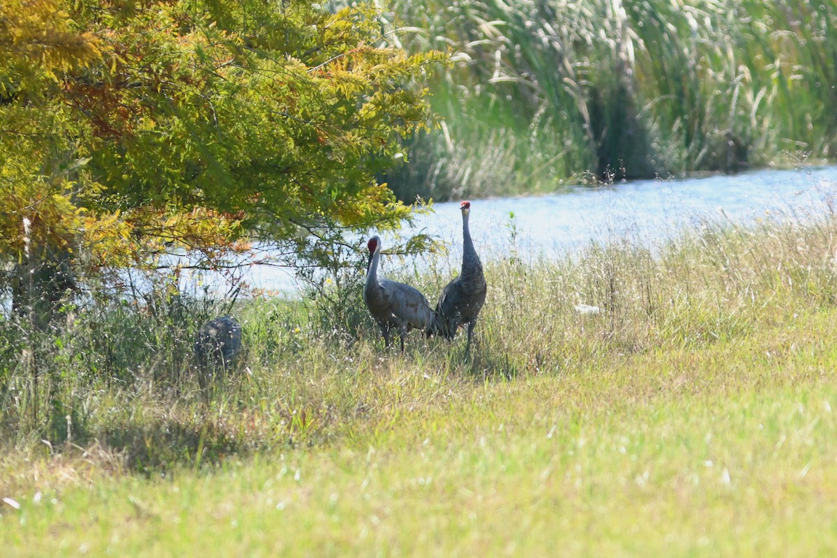 Kanada Turnası (pratensis) - ML644218520