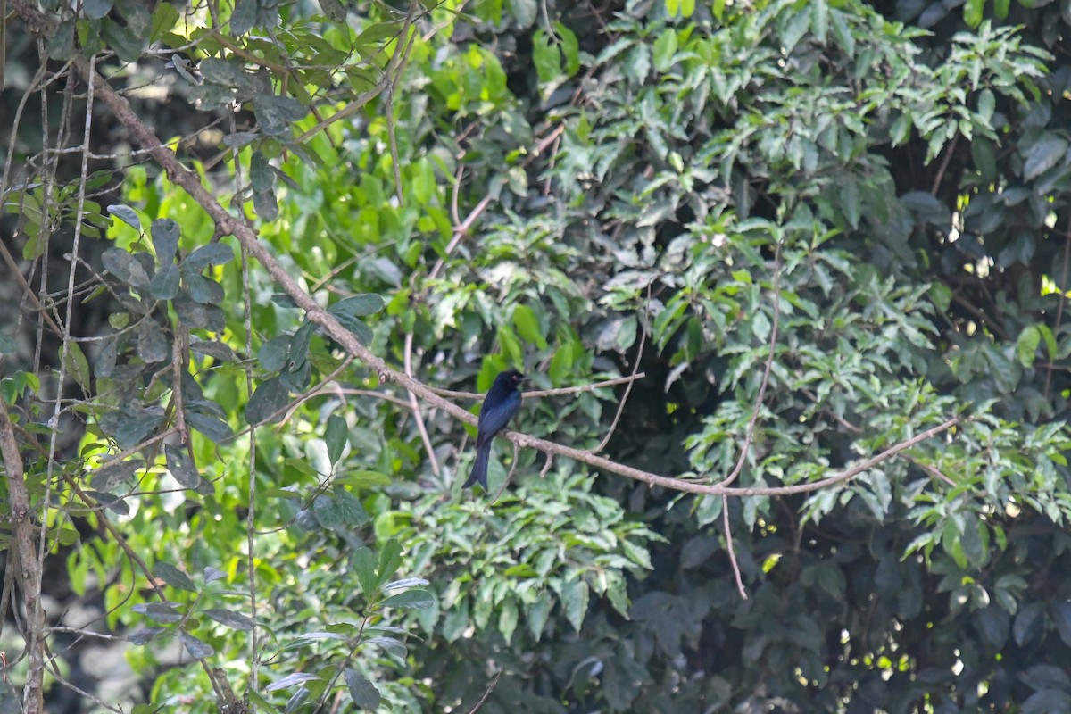 Velvet-mantled Drongo (Fanti) - ML644218521