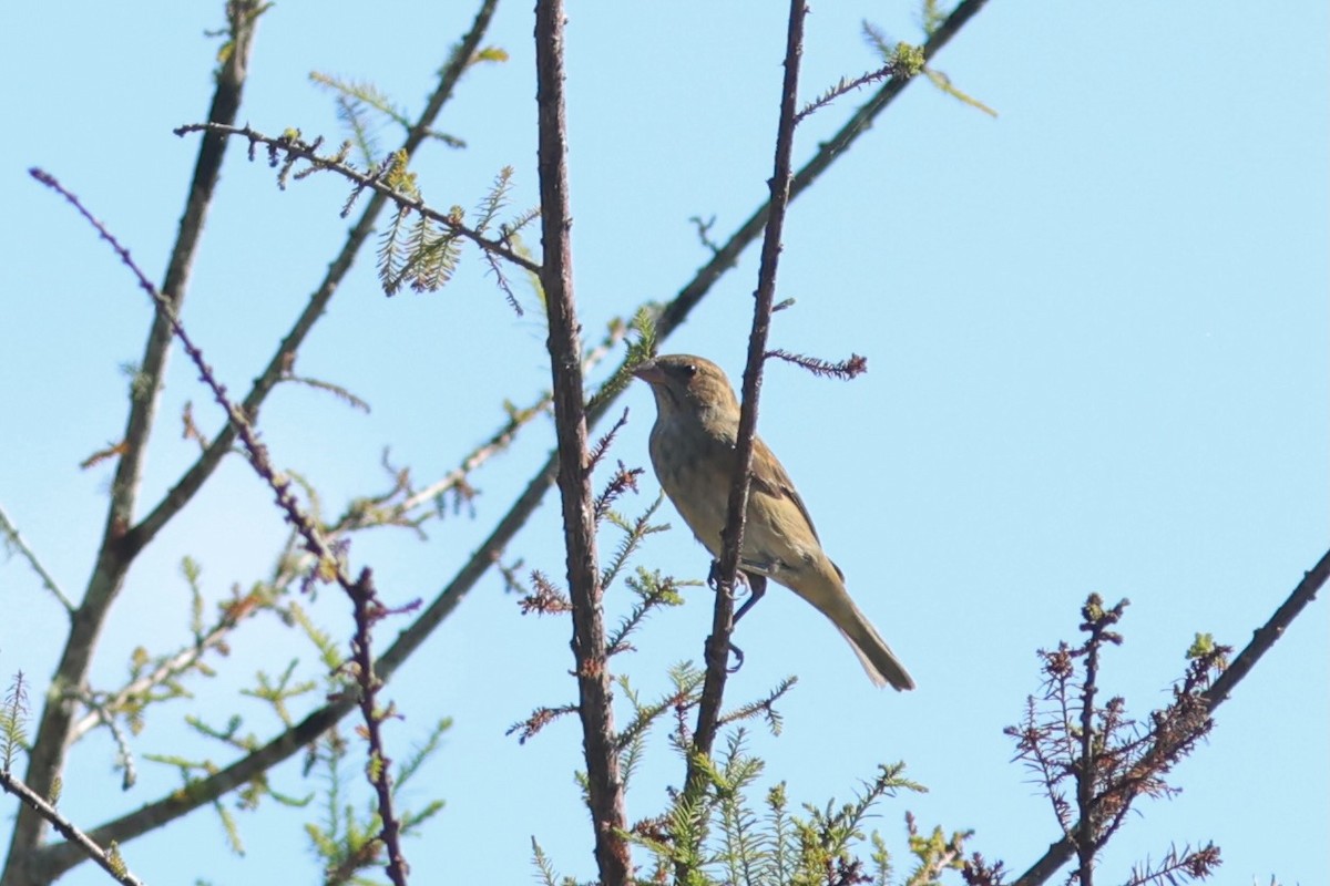 Passerin indigo - ML644218528