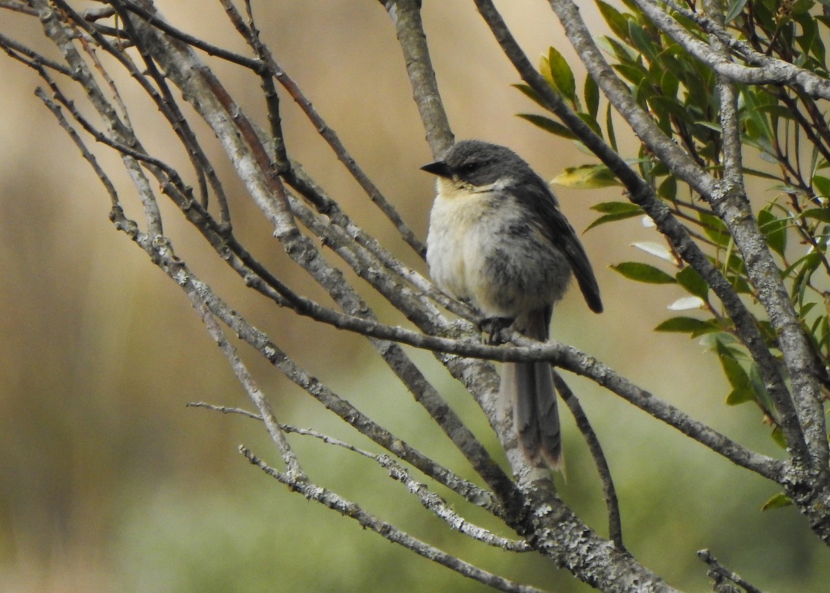 rørspurv - ML644218562