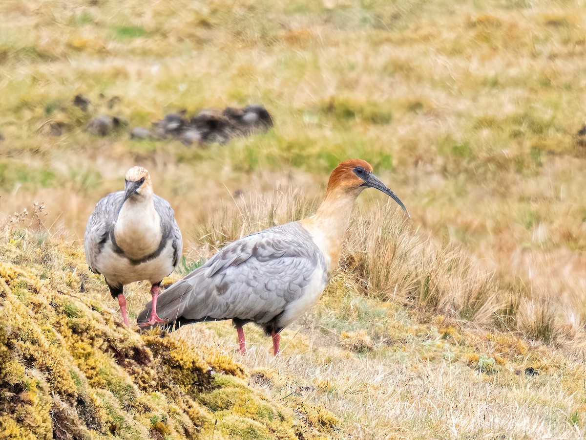 Andean Ibis - ML644218572