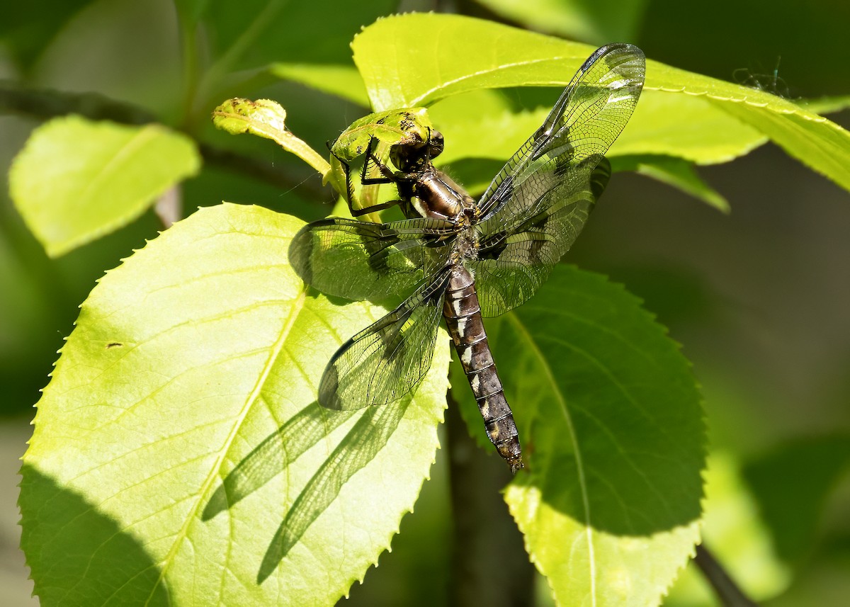 Common Whitetail - ML644218582