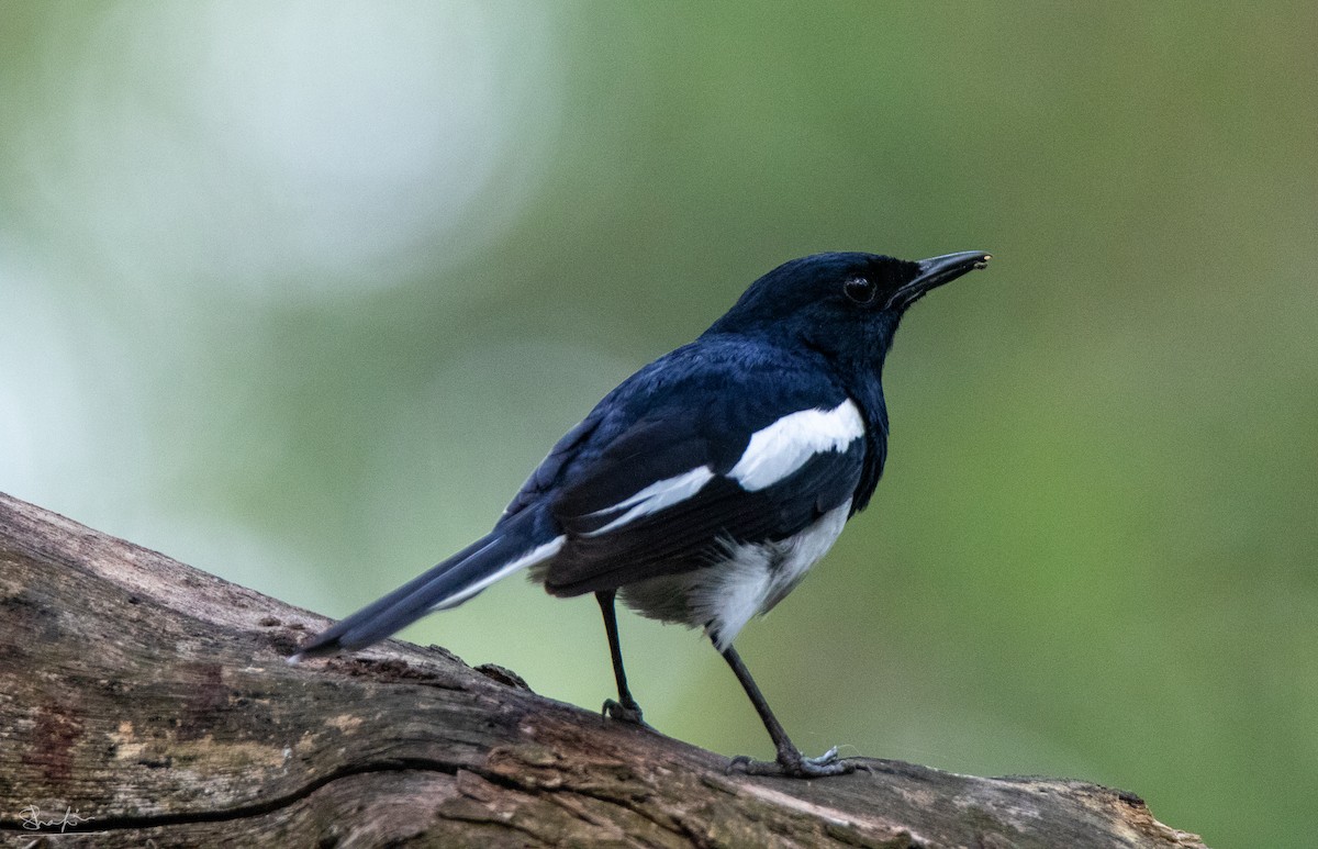 Oriental Magpie-Robin - ML644218583