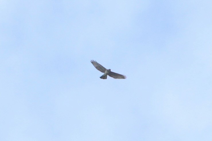 Breitflügelbussard - ML644218590