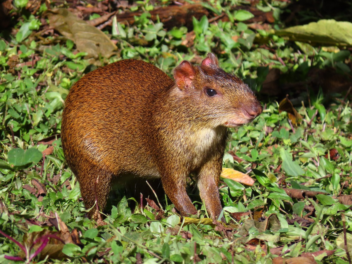 Central American Agouti - ML644218596
