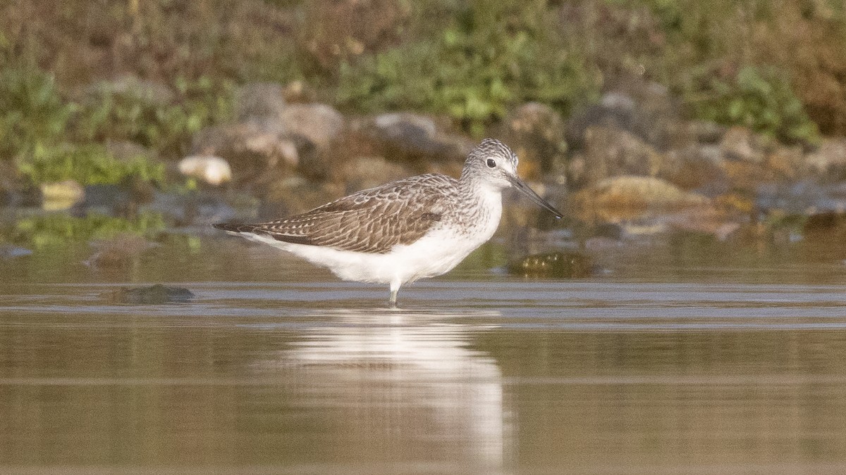 青足鷸 - ML644218598