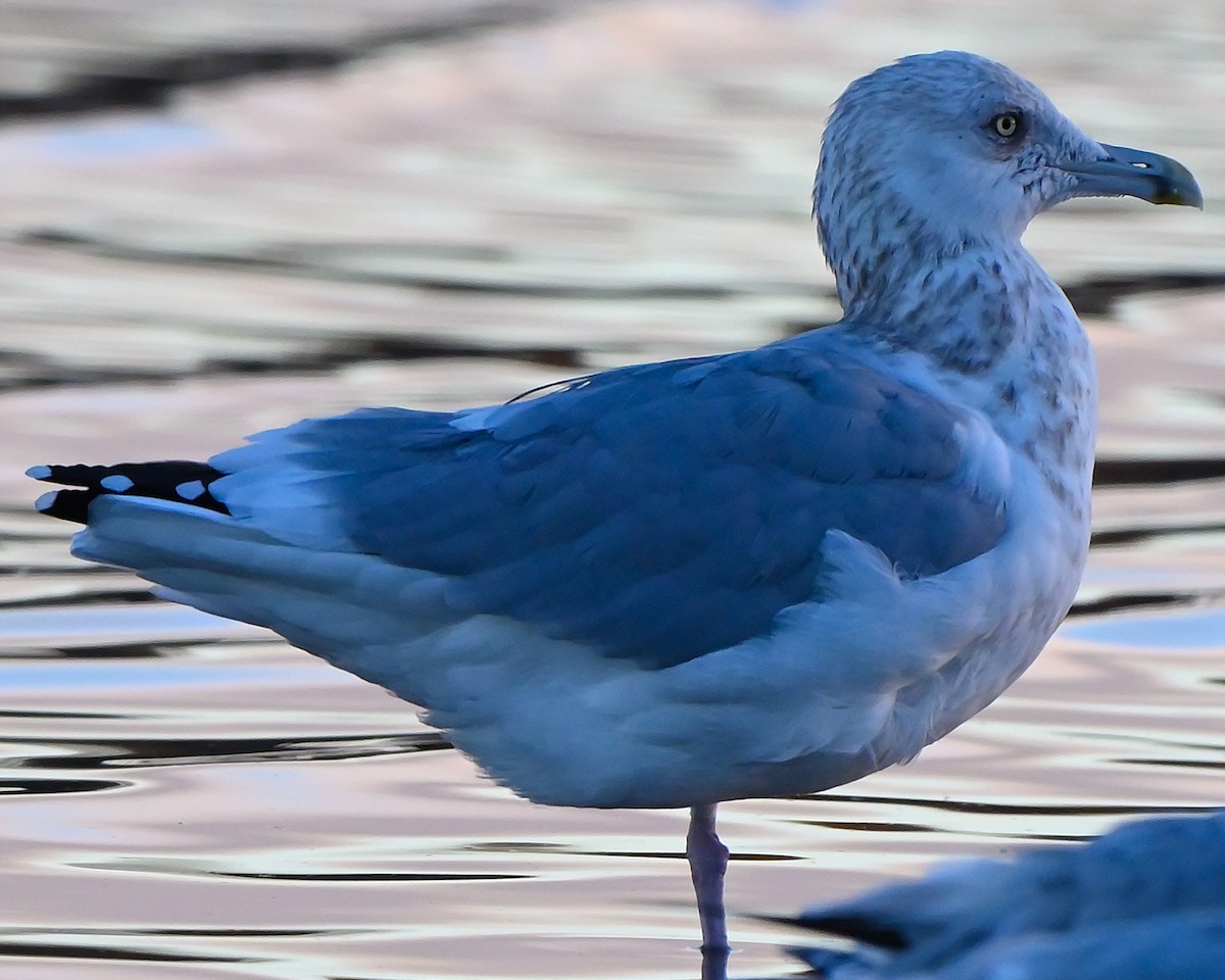 American Herring Gull - ML644218601