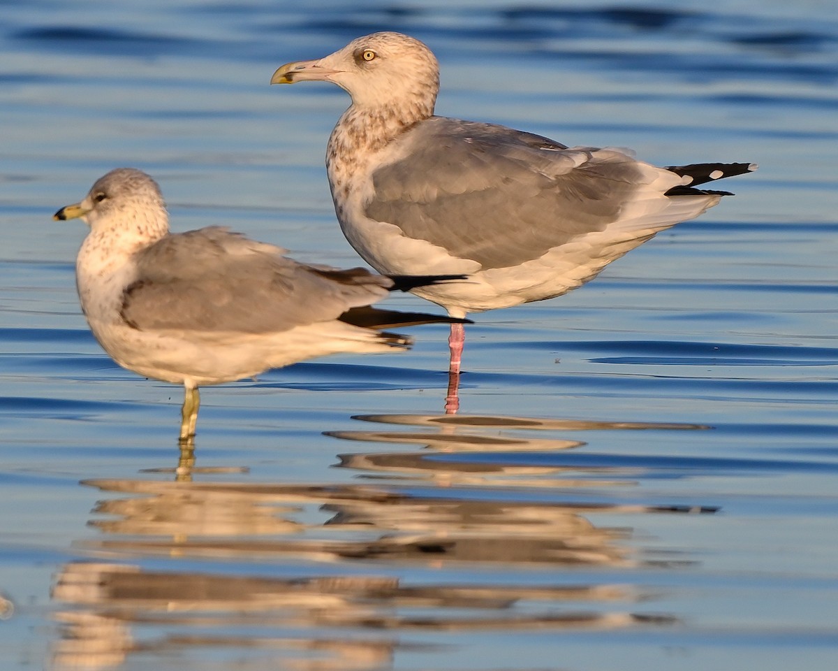 American Herring Gull - ML644218602