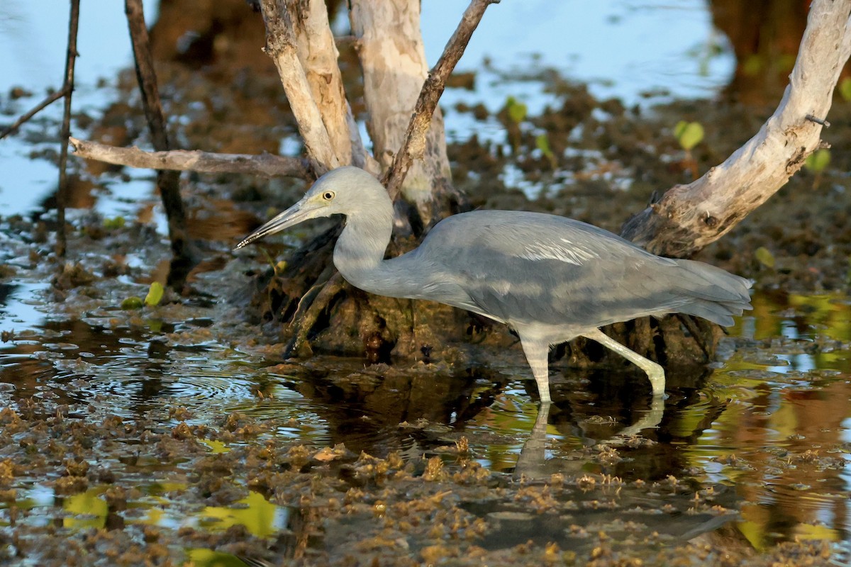tanımsız Egretta sp. - ML644218618