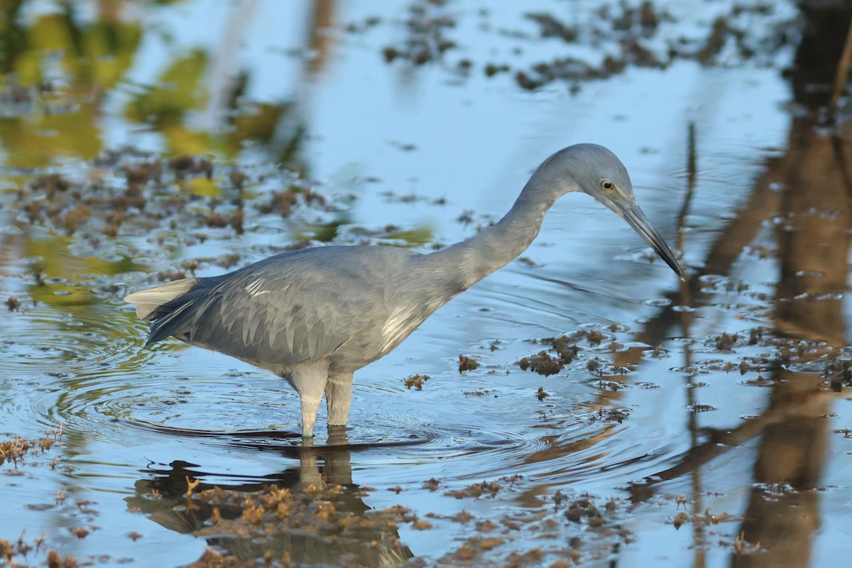 tanımsız Egretta sp. - ML644218619