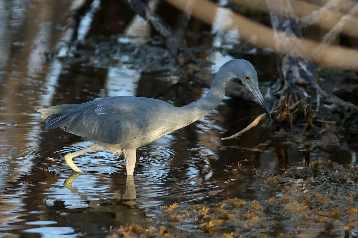 tanımsız Egretta sp. - ML644218620