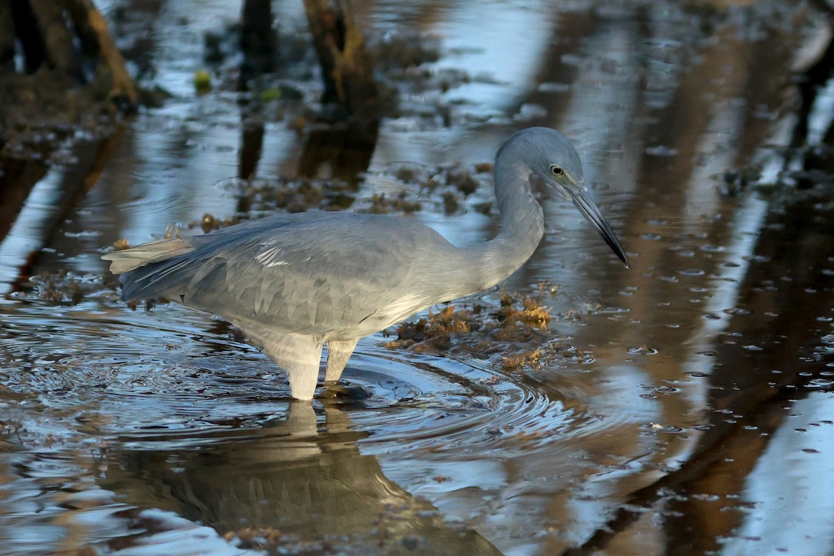 tanımsız Egretta sp. - ML644218621