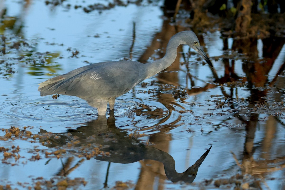 tanımsız Egretta sp. - ML644218622
