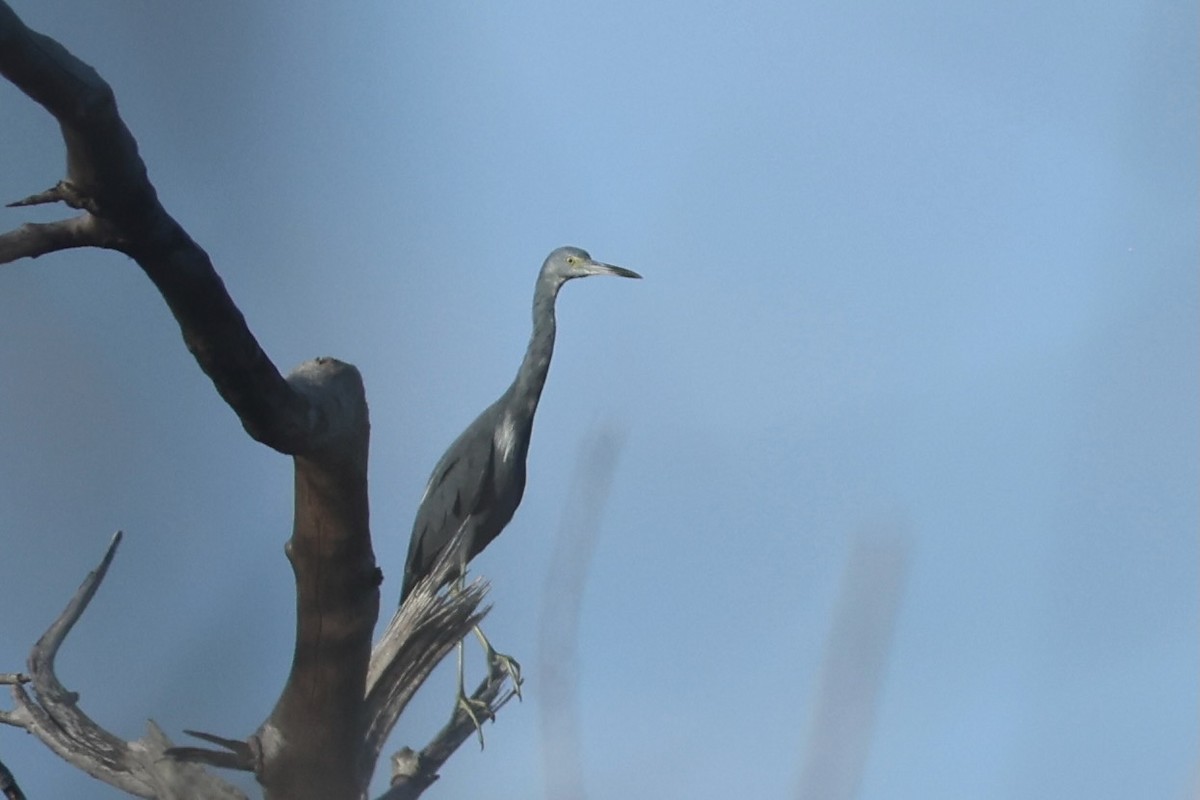 tanımsız Egretta sp. - ML644218643