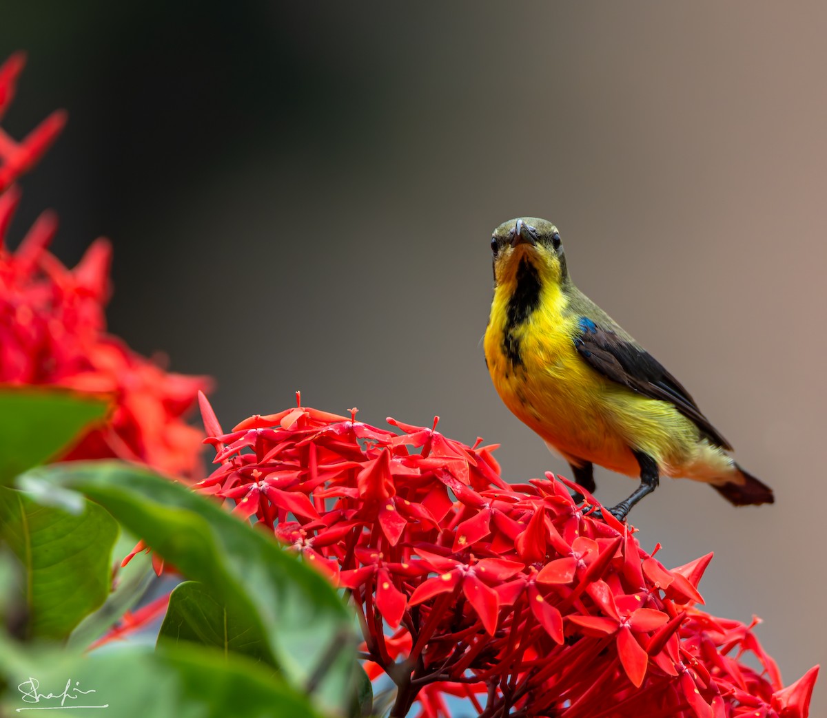 Purple Sunbird - ML644218675