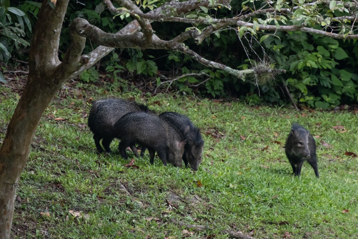 Animals - ML644218689