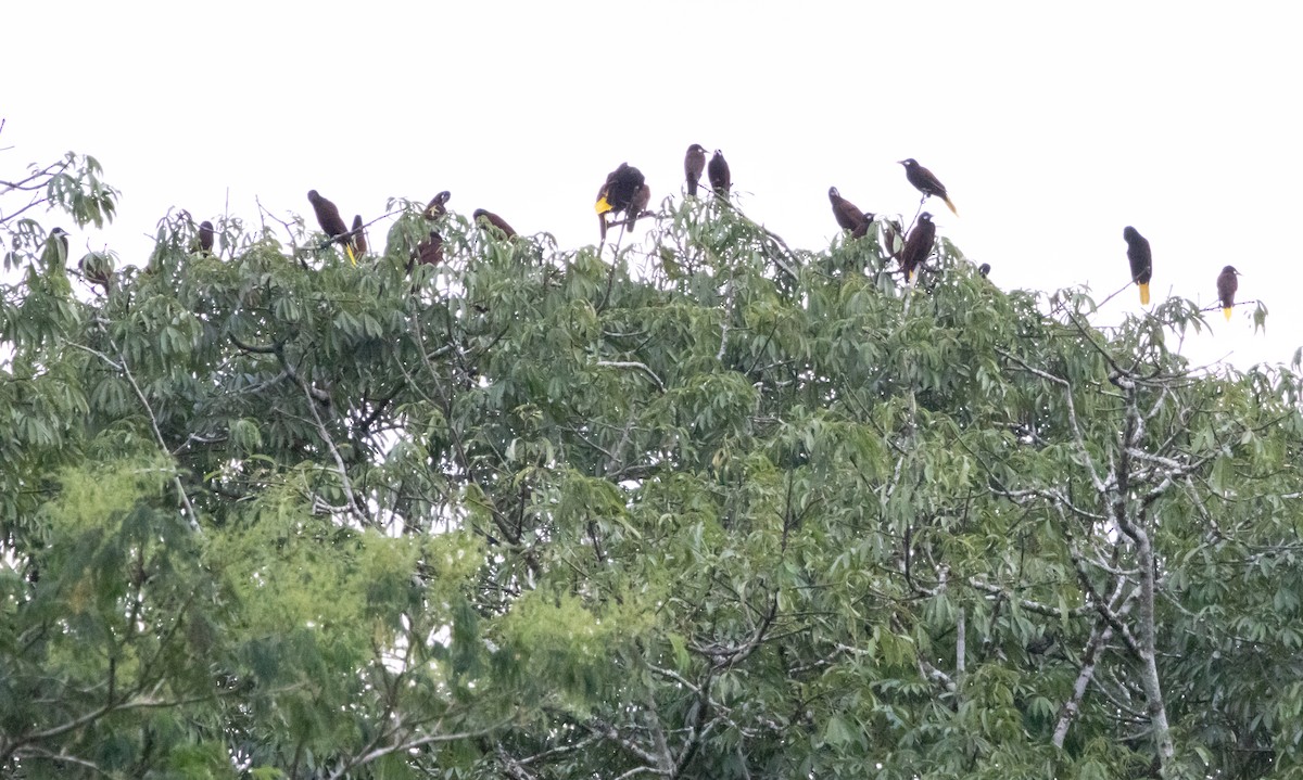 Montezuma Oropendola - ML644218700