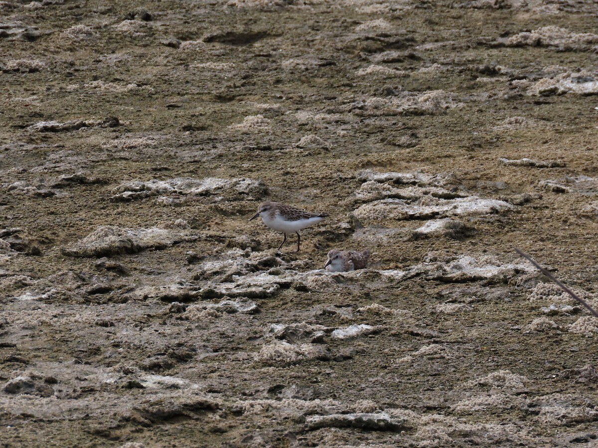 Western/Semipalmated Sandpiper - ML644218702