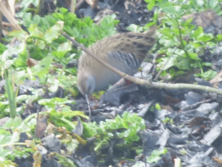 Water Rail - ML644218706