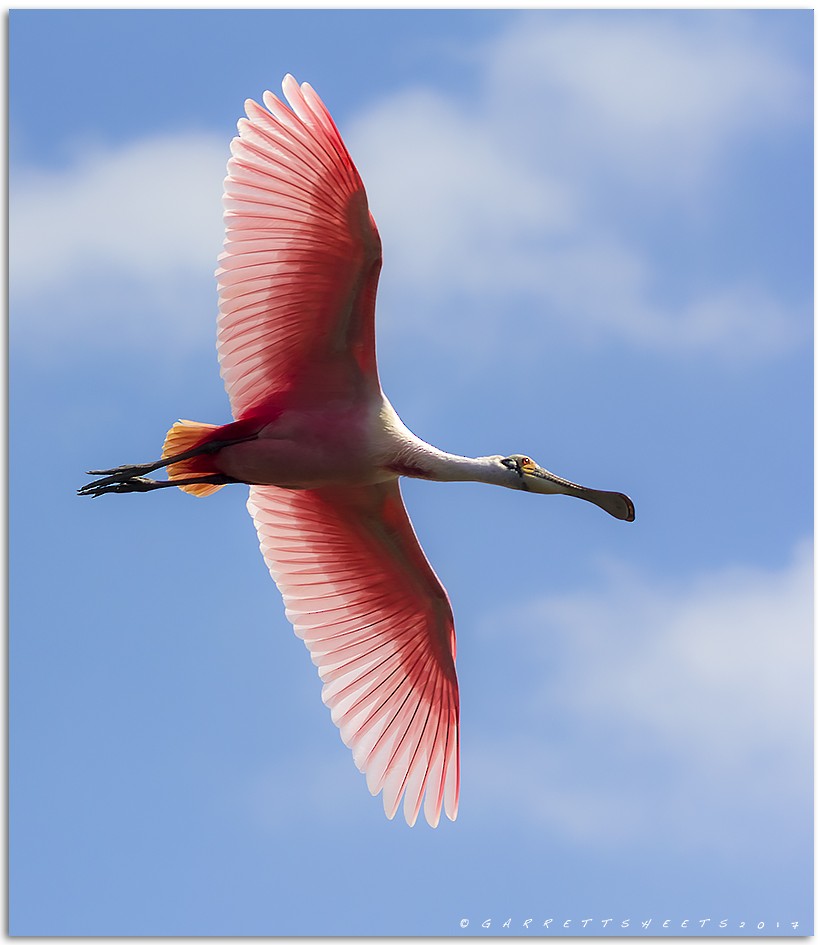 Roseate Spoonbill - ML64421871