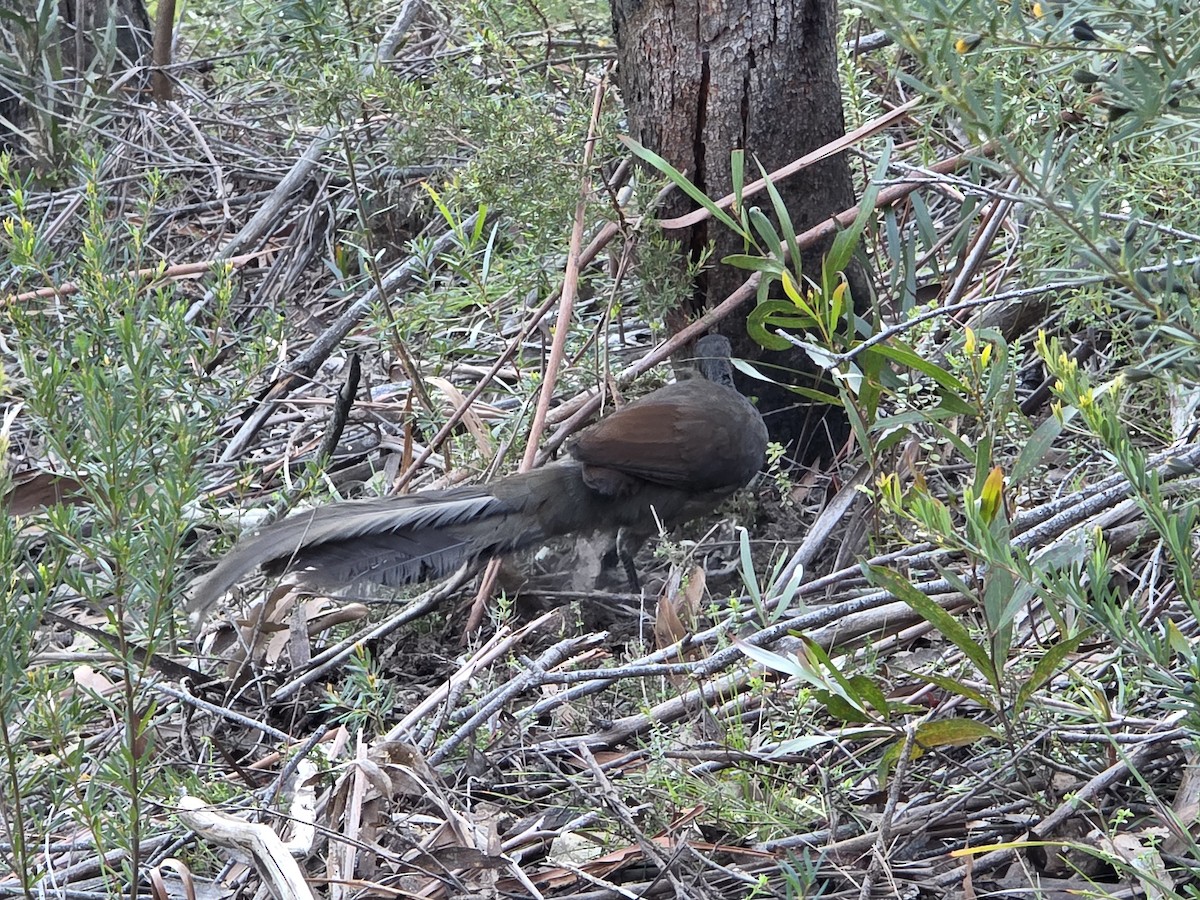 lyrochvost nádherný - ML644218737