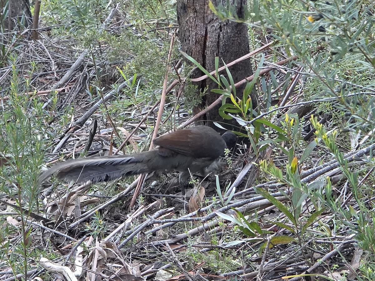 lyrochvost nádherný - ML644218738