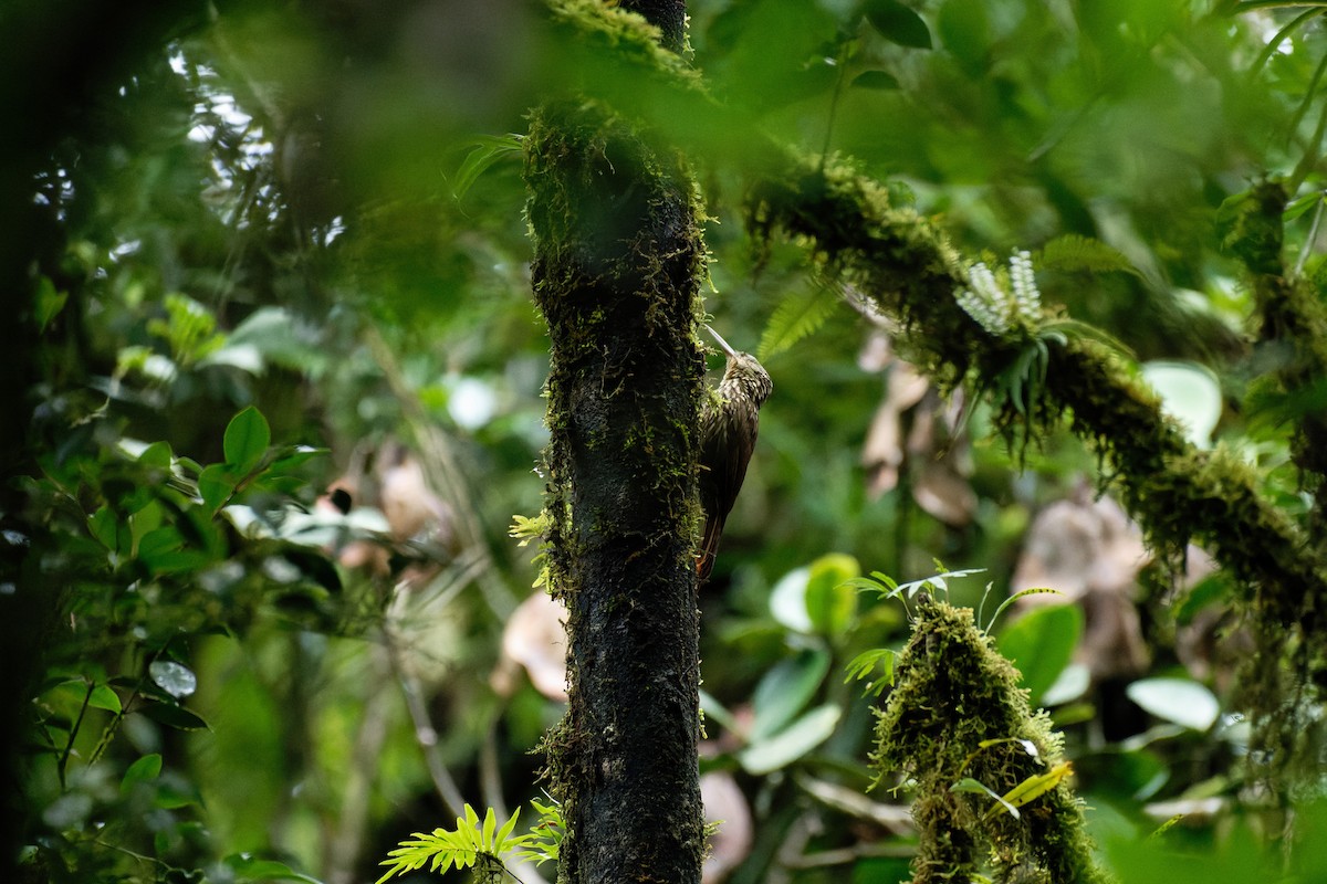 シロハシオニキバシリ - ML644218747