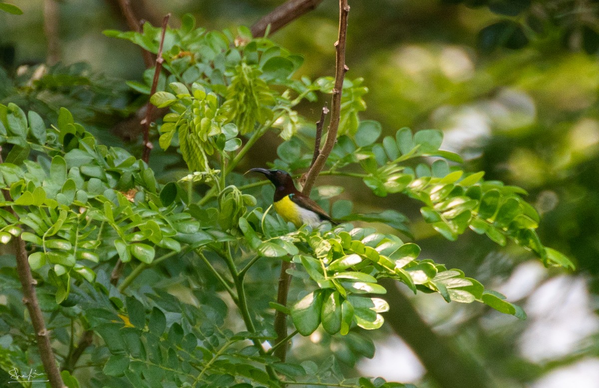 Purple-rumped Sunbird - ML644218755