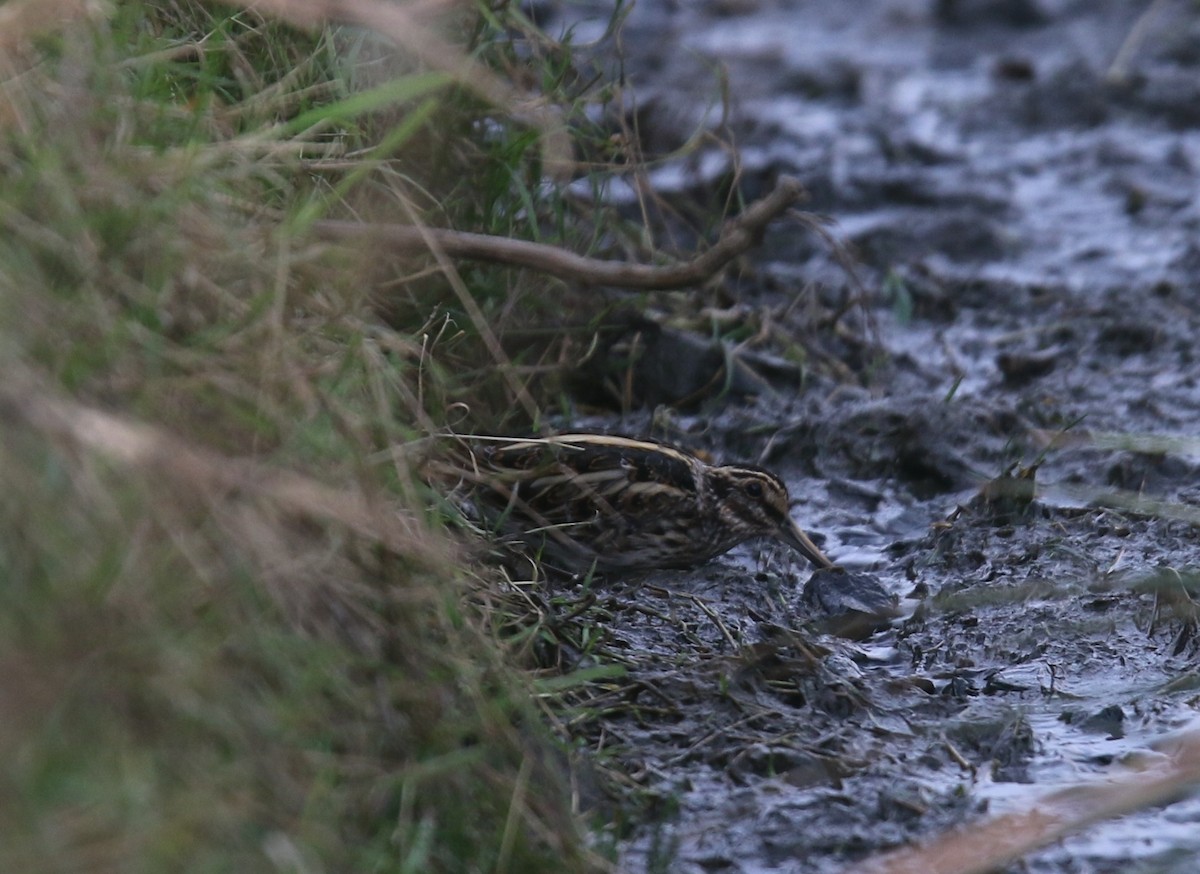 Frullino - ML644218756